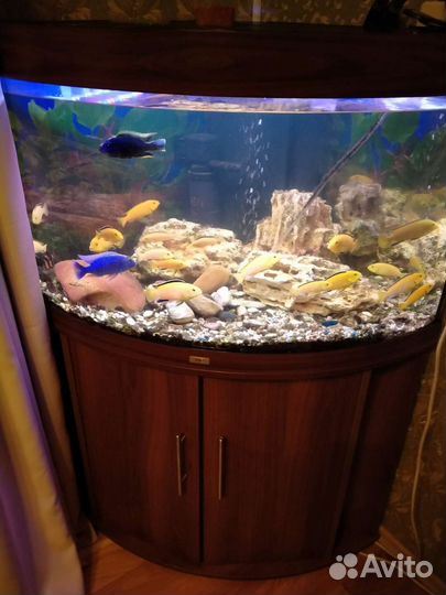 Аквариум угловой с тумбой Juwel