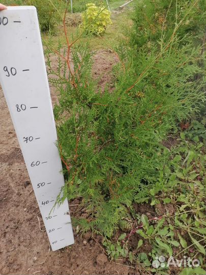 Туя западная брабант