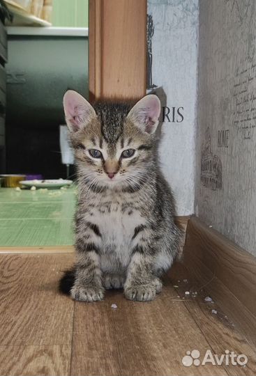 Котятки в добрые руки