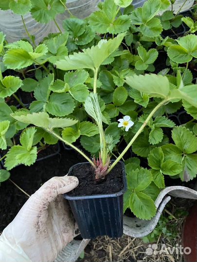 Усы клубники