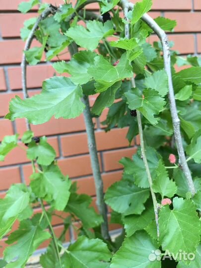 Шелковица на штамбе 180