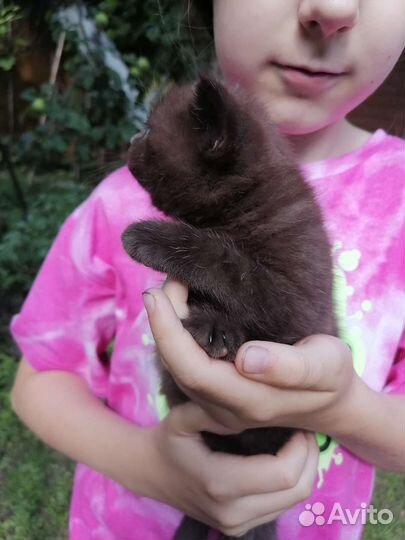 Шотландский шоколадный котенок