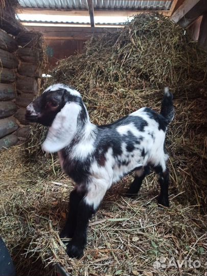 Коза нубийская