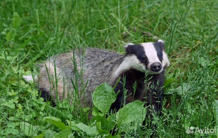 Барсучий жир, жир барсука,производство