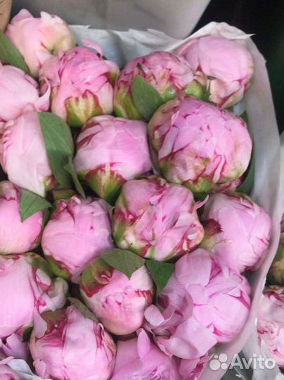 Пионы букет цветов на 1 сентября коробка корзина