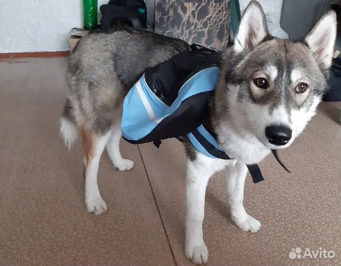 Сумка рюкзак для собак