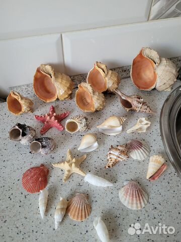 Набор ракушек для аквариума