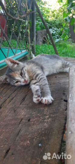 Трёхцветная миниатюрная кошечка-ласкуша