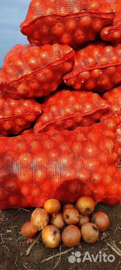 Лук, Капуста, Оптом