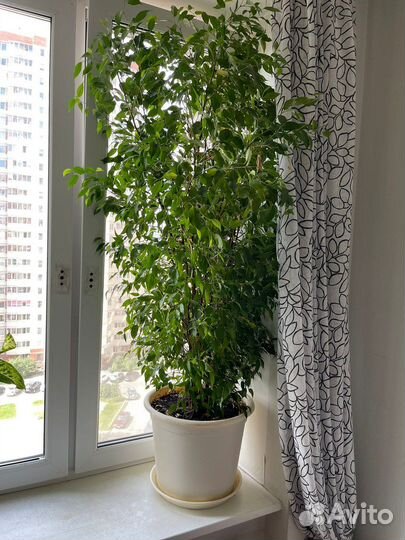 Фикус бенджамина большой