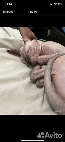 Кошки донской сфинкс