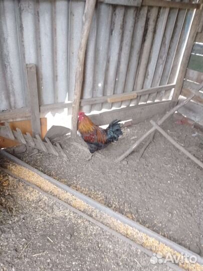 Куры петухи