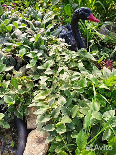 Почвопокровники