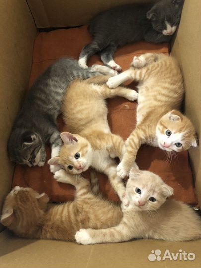 Котята в добрые руки, 1,5мес, приучены к лотку