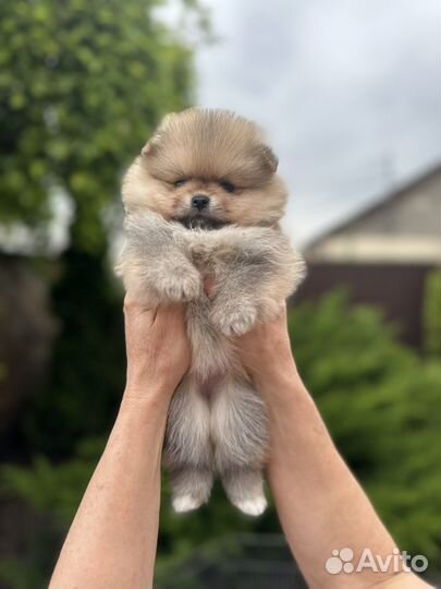 Померанский шпиц