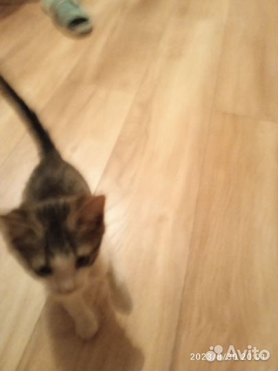 Котята обычные