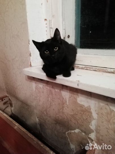 Счастливая кошечка