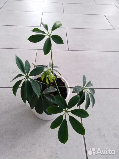 Комнатные цветы шефлера