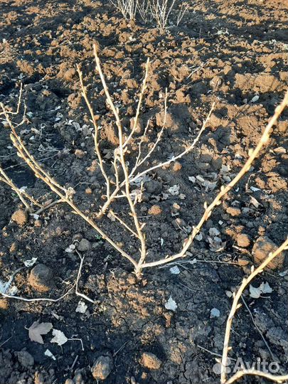 Саженцы черной смородины