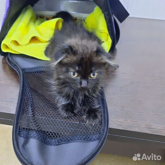 Кошки бесплатно