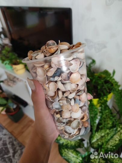 Морские ракушки