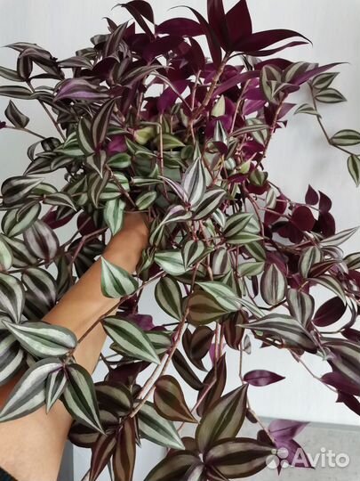 Традесканция Зебрина