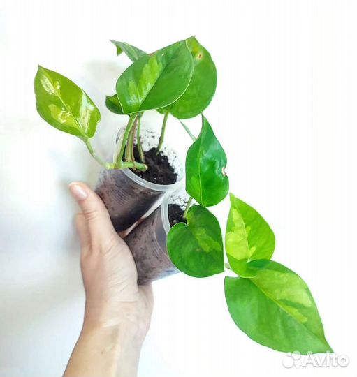 Сциндапсус