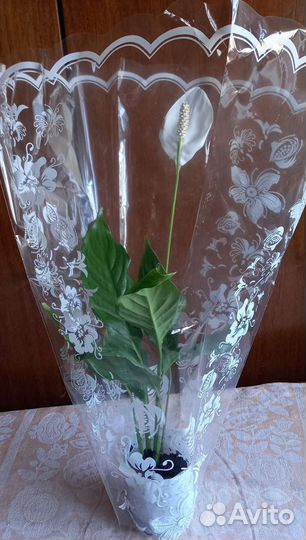 Спатифиллум