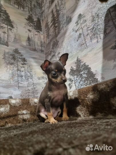 Щенки той-терьер