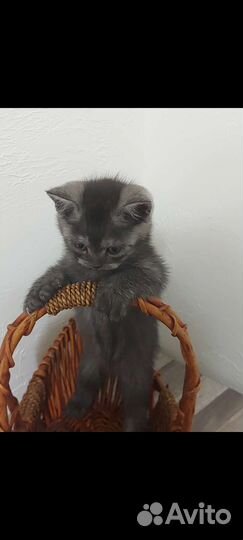 Шотландские котята