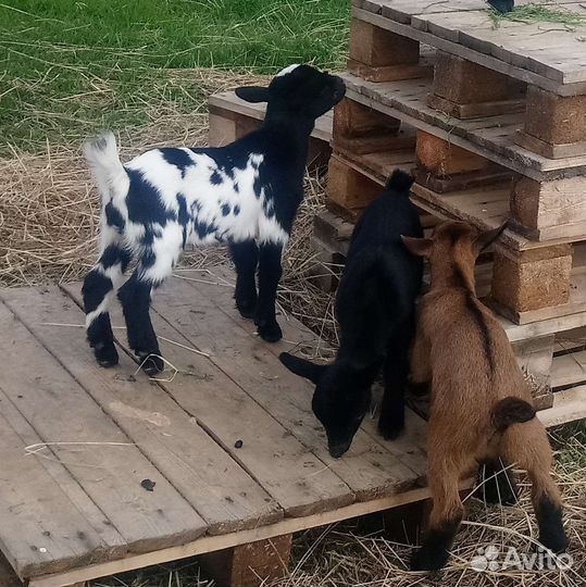 Камерунские козлята