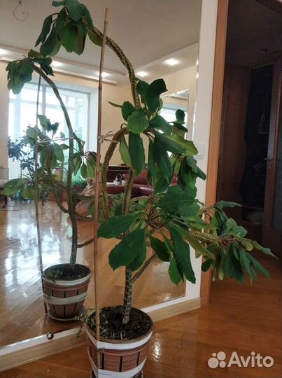 Цветы домашние Юкка, Малочай,Дефинбахия,Фикус и др