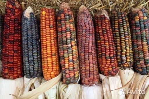 Кукуруза Индейская радужная (семена)
