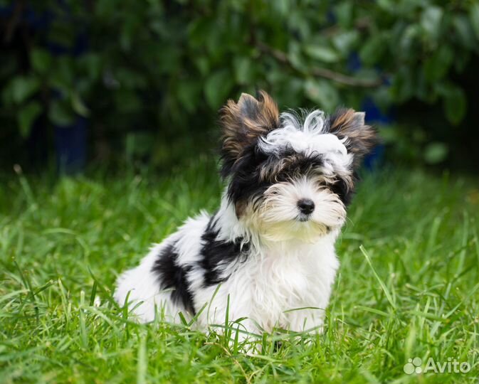 Бивер йорк мини