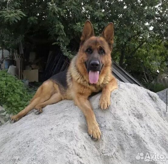 Щенки немецкой овчарки черные и чепрачные