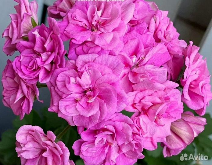 Пеларгонии герани зонартики Pg. Ragnar и др