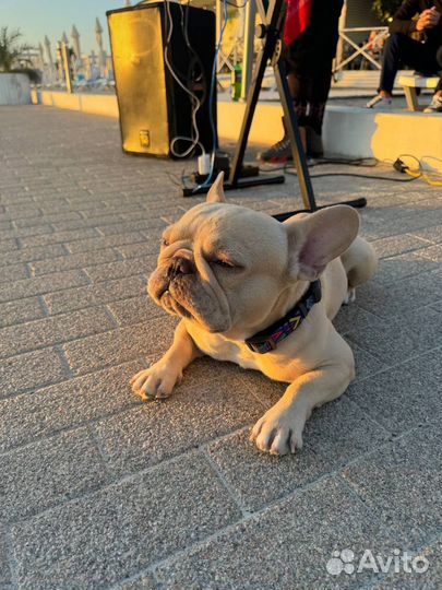 Французский бульдог кабель вязка