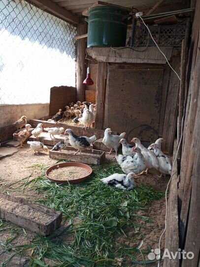 Цыплята несушки подрощенные