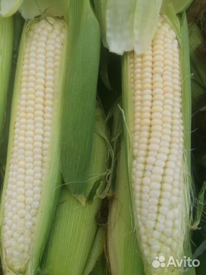 Кукуруза в початках