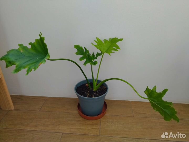 Филодендрон Селло