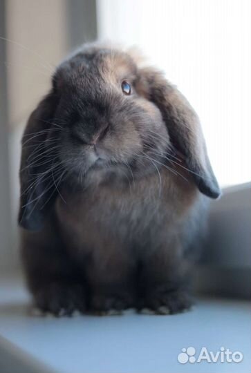 Кролик минилоп с клеткой