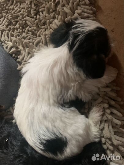 Маленькая собака