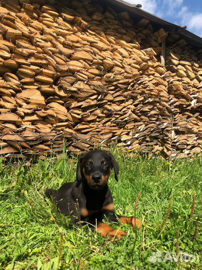 Продам щенка Добермана