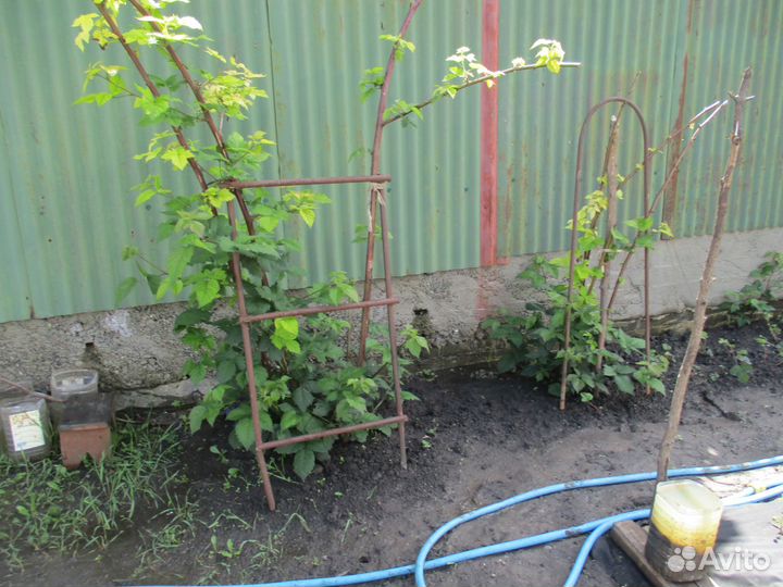 Безшиповая ежевика