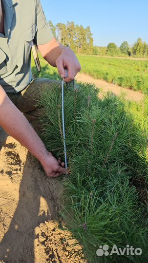 Саженцы ели европейской окс