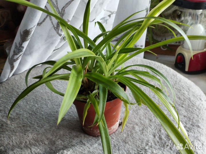 Хлорофитум