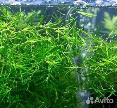 Растения для аквариума