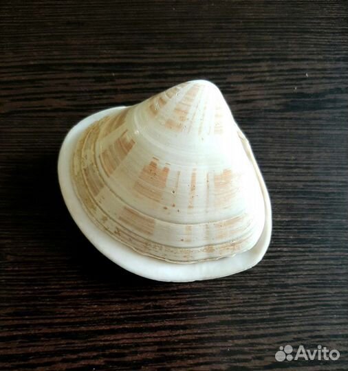 Морские ракушки