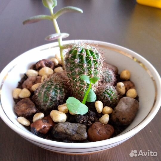 Кактусы в ассортименте