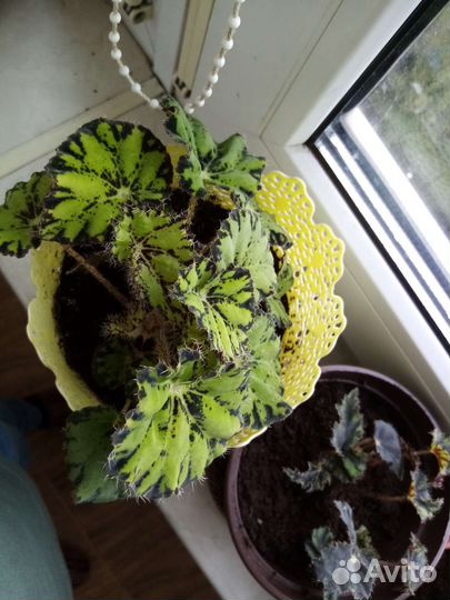 Бегония тигровая